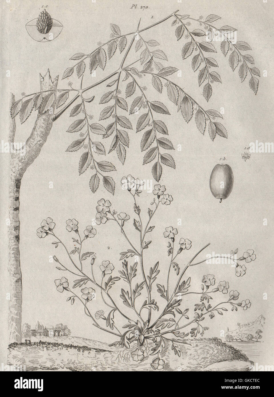 Jujubier High Resolution Stock Photography And Images Alamy