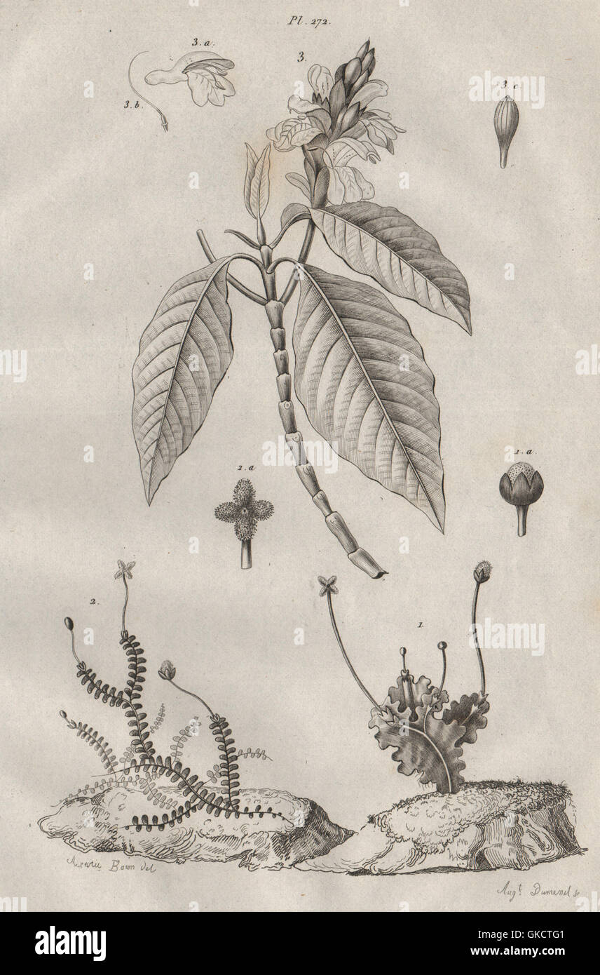 PLANTS: Jungermanniales (Liverworts). Justicia, antique print 1834 Stock Photo