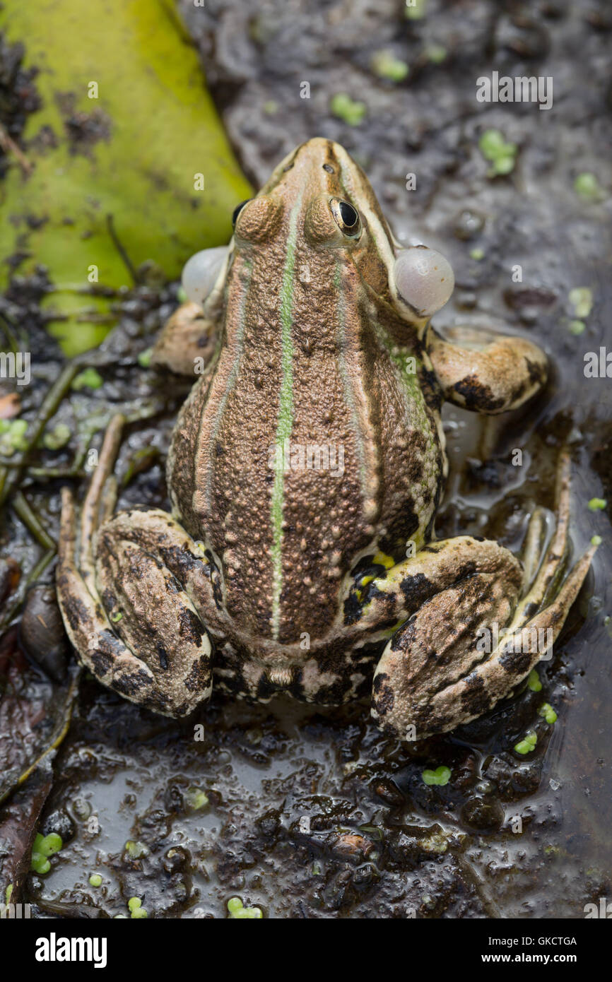 Pool Frog (Pelophylax lessonae). Male calling. Inflated  lateral vocal sacs. Stock Photo