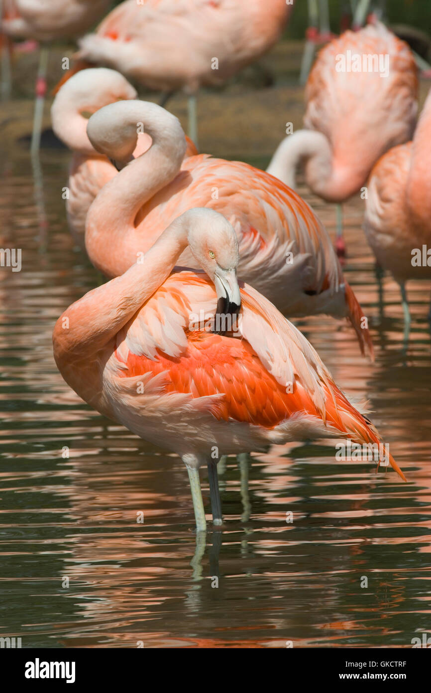 Chilean Flamingos (Phoenicopterus chilensis). Adult birds preening plumage. Stock Photo