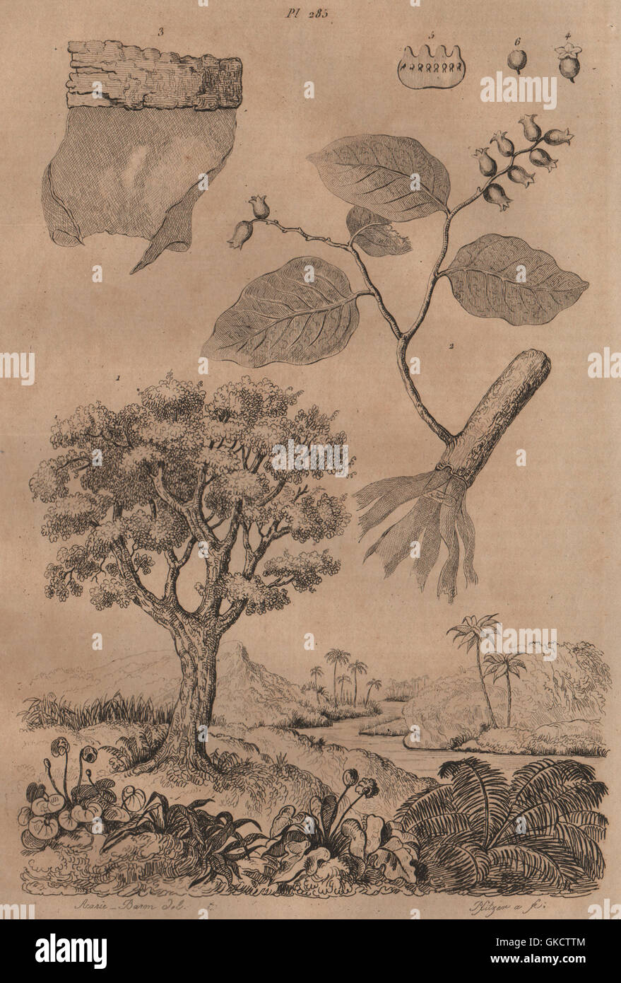 HOHERIA: Lagetto (Lace Bark Tree). Boisdentelle. Ribbonwood tree, print 1834 Stock Photo