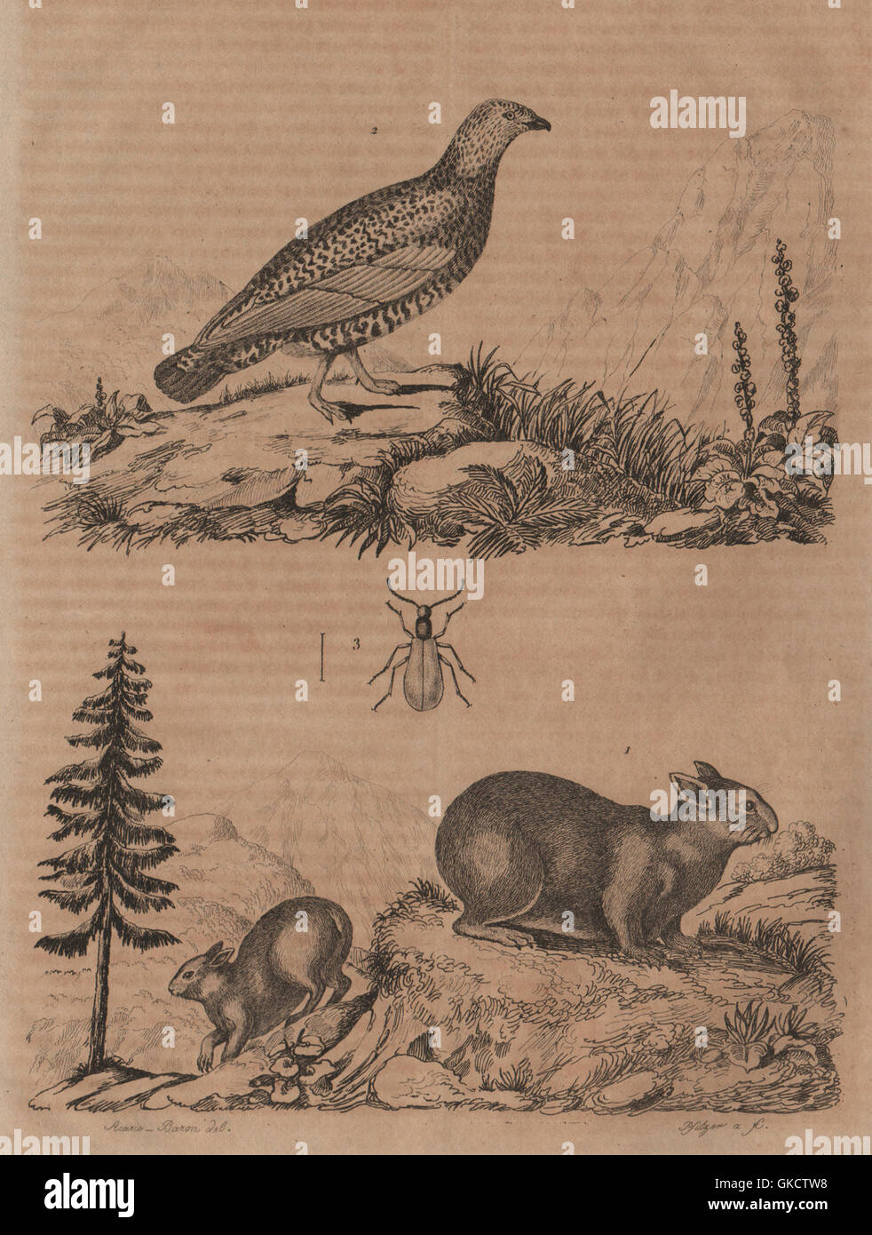 Lagomys (Pika). Lagopède (Ptarmigan). Lagria hirta, antique print 1834 Stock Photo