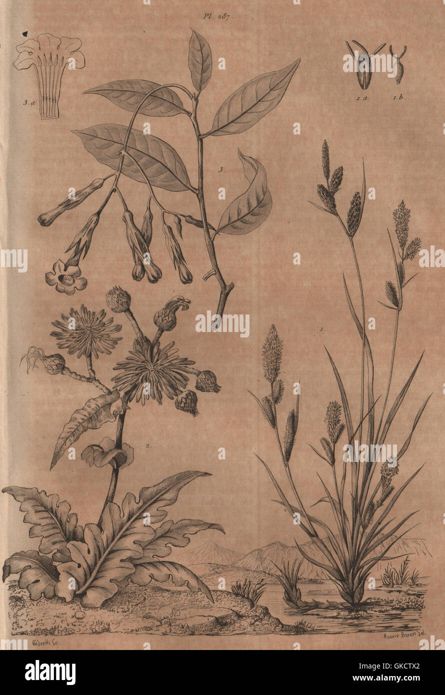 PLANTS: Laiche (Carex). Laitron (Sonchus). Lamarckia, antique print 1834 Stock Photo