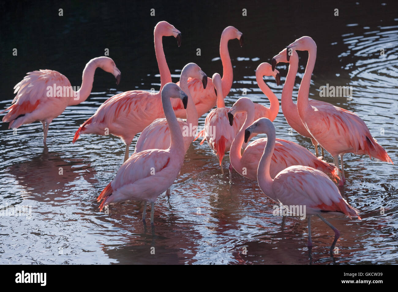 Chilean Flamingos (Phoenicopterus chilensis). Adult and sub-adult birds backlight by morning sun. Stock Photo