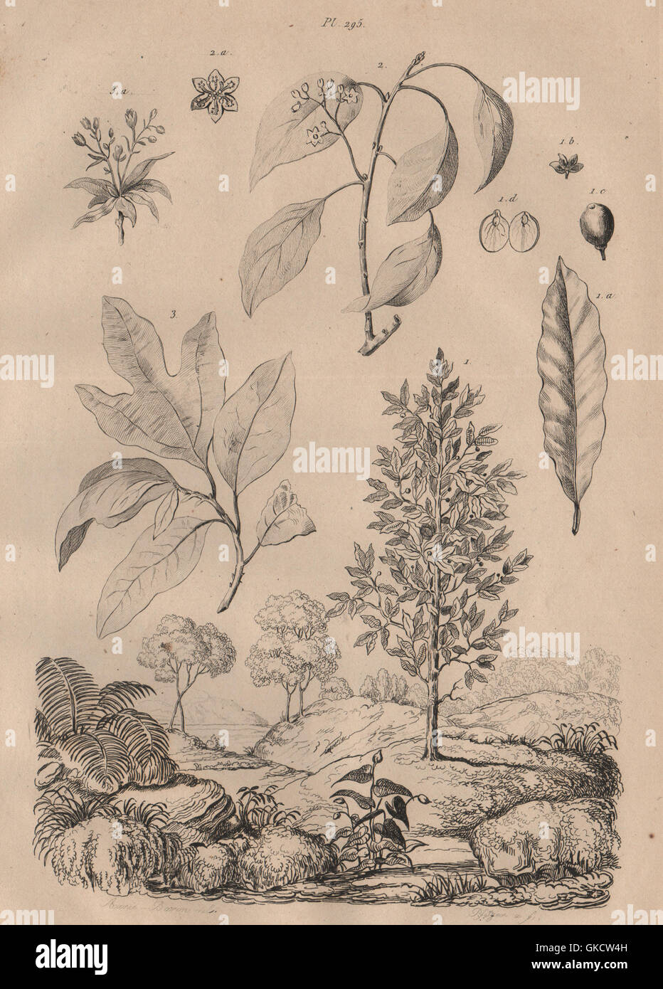 LAUREL TREES Common Laurel. Camphor Laurel. Sassafras, antique print 1834 Stock Photo Alamy