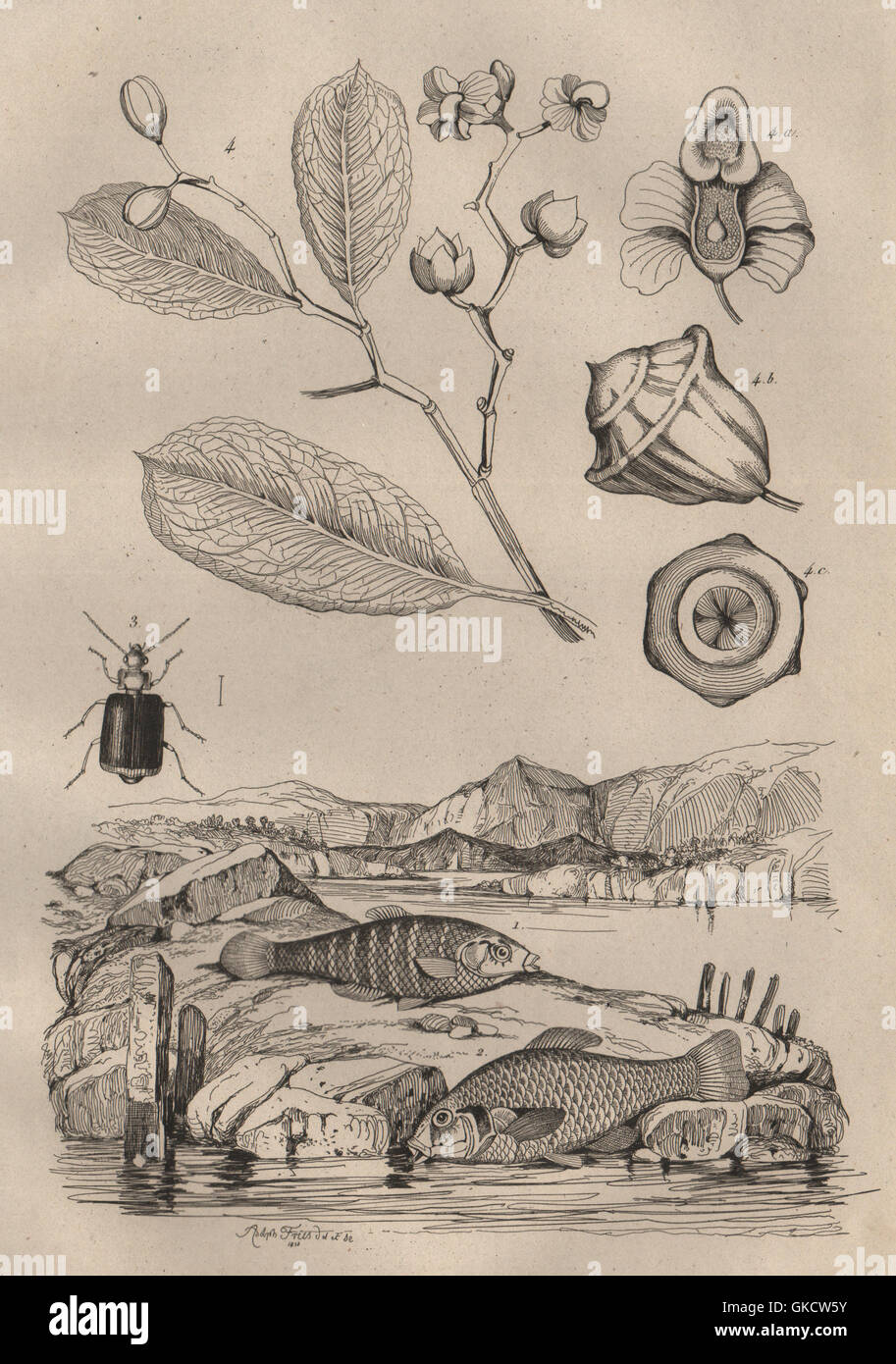 Lebias fish. Lebia Grandis (Ground Beetle). Lecythis plant, antique print 1834 Stock Photo