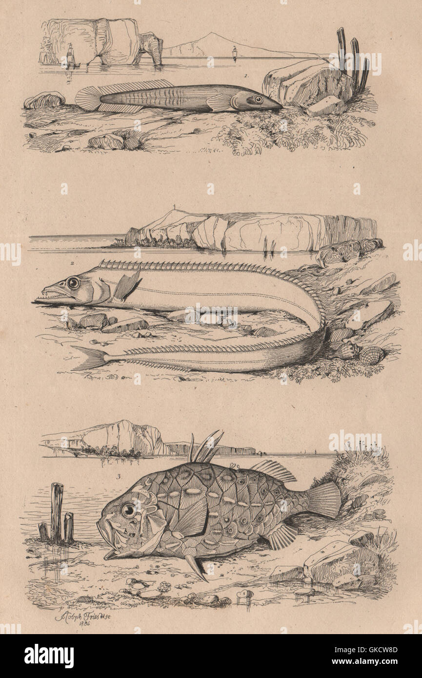Clingfish.Lepidopus/silver scabbardfish.Monocentris/pinecone/pineapple fish 1834 Stock Photo