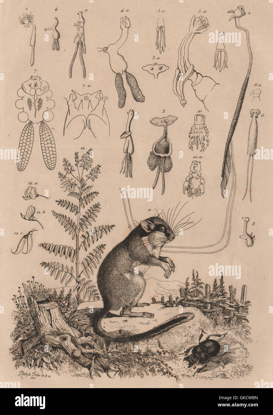 Lernées. Lerot (Garden Dormouse). Lessertia. Lethre, antique print 1834 Stock Photo