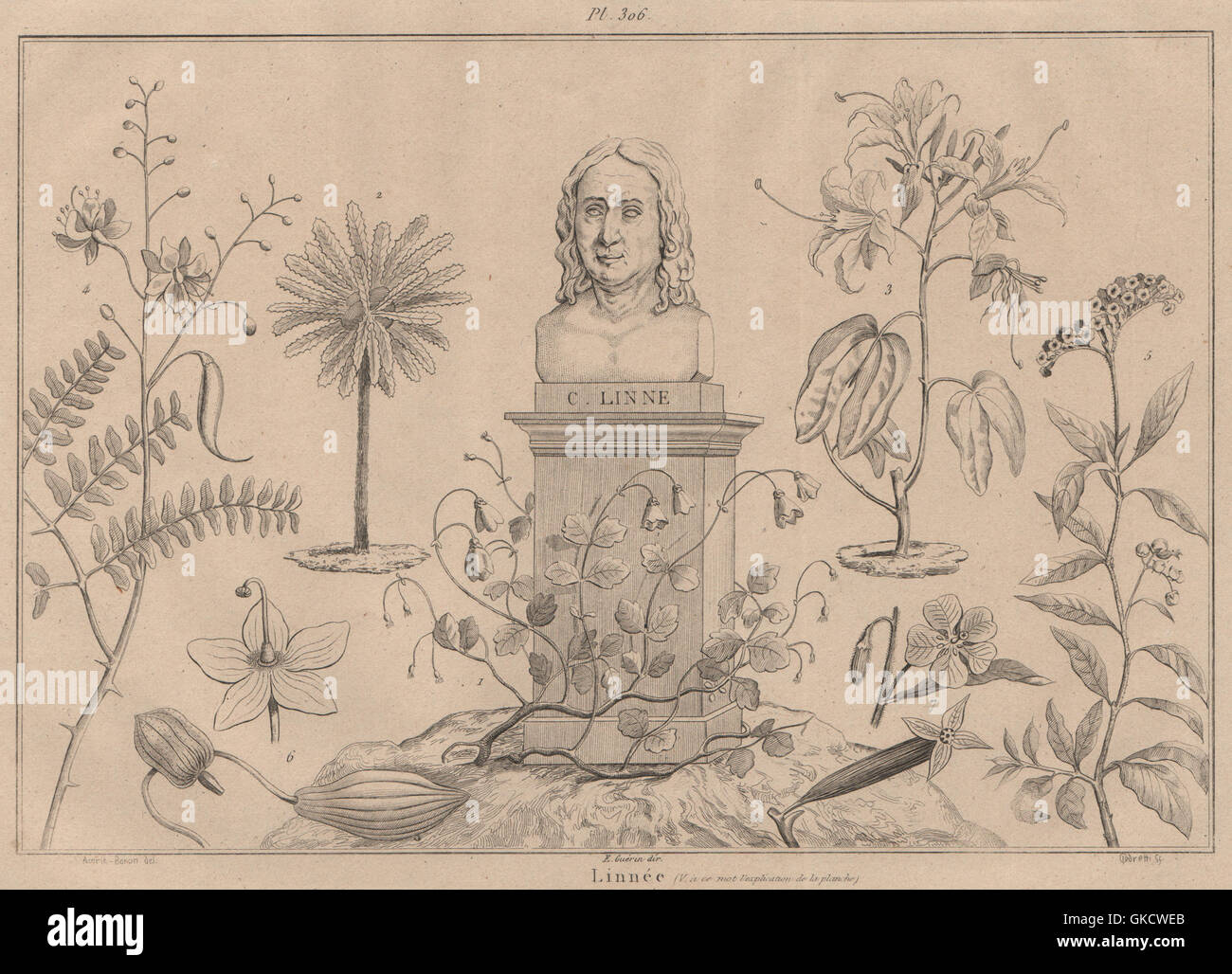 CARL LINNAEUS: Linnée. Botany Zoology Science, antique print 1834 Stock Photo
