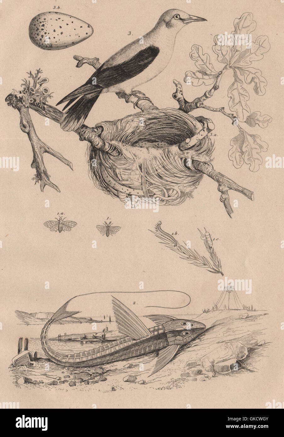 Pine saw-fly. Loricaria Catfish. Eurasian Golden Oriole. Nest. egg, print 1834 Stock Photo