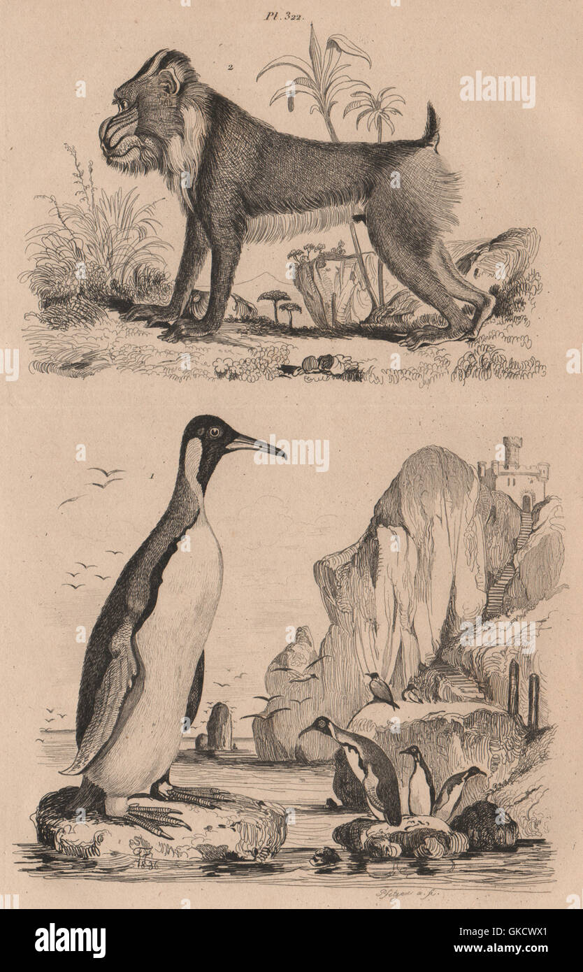 PRIMATES/BIRDS: Manchot (Penguin). Mandrill, antique print 1834 Stock Photo