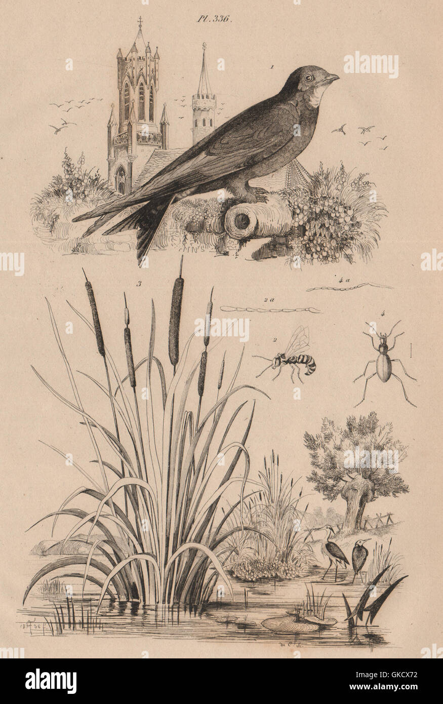 Martinet (Swift). Masaris vespiformis wasp. Massette (bulrush). Mastige, 1834 Stock Photo