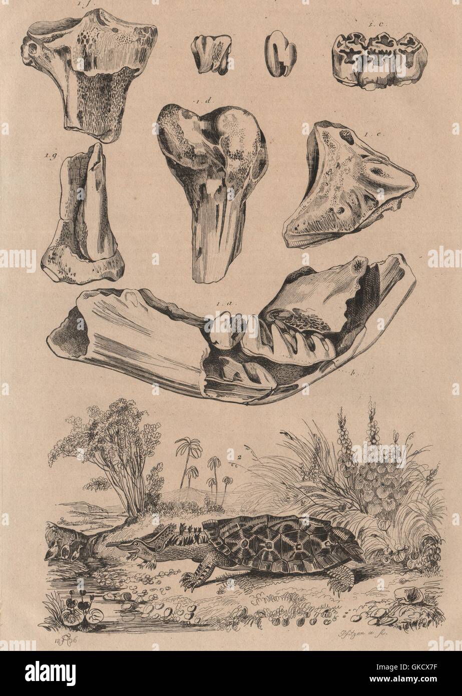 ANIMALS: Mastodon bones (fossils). Matamata turtle, antique print 1834 Stock Photo