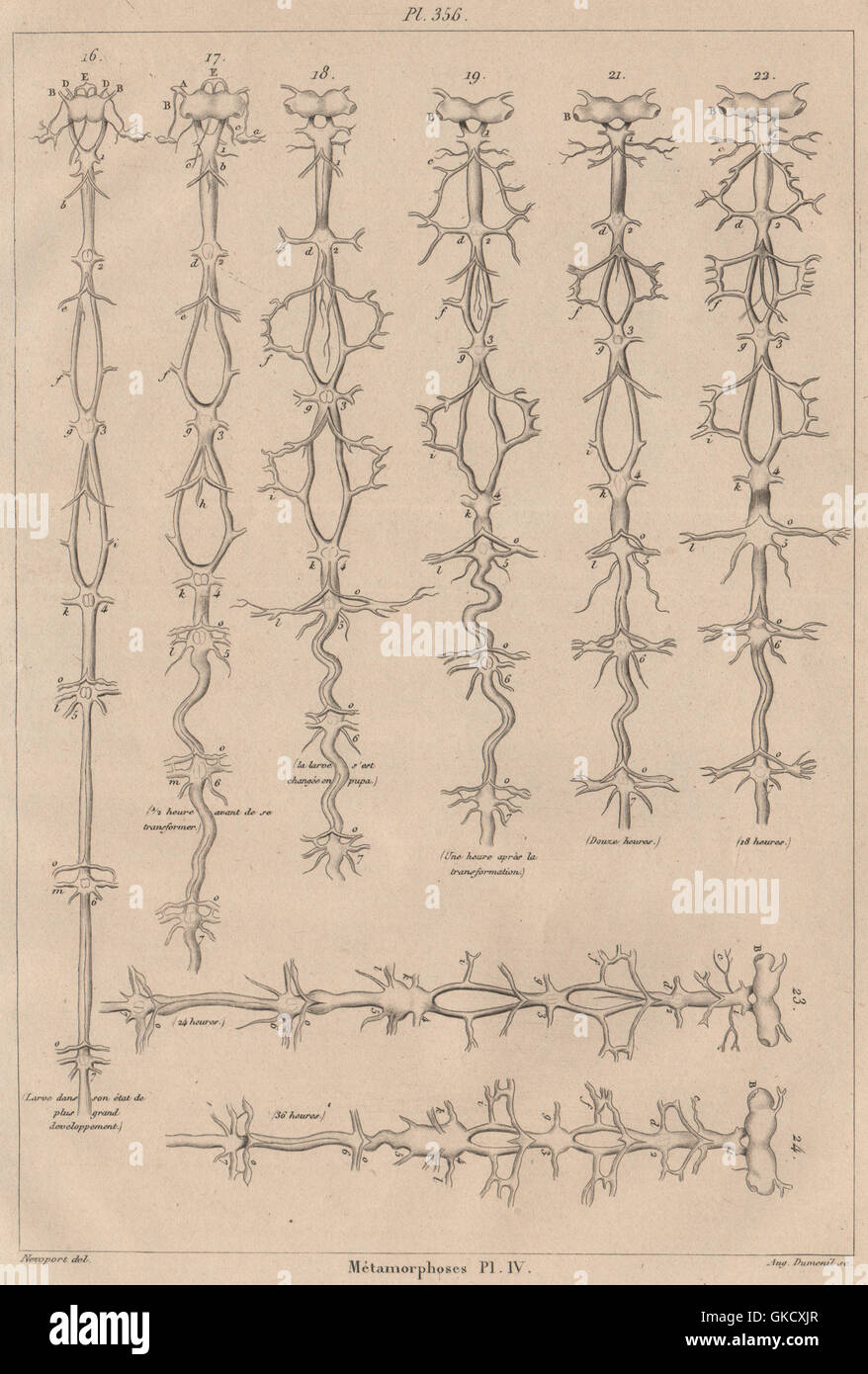 INSECTS: Métamorphoses. Metamorphosis. Pl. IV, antique print 1834 Stock Photo