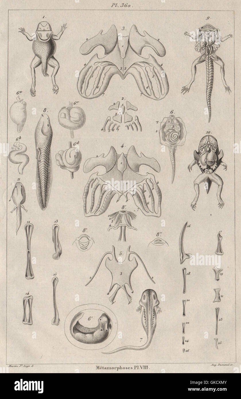 FROGS: Métamorphoses. Metamorphosis. Pl. VIII, antique print 1834 Stock Photo