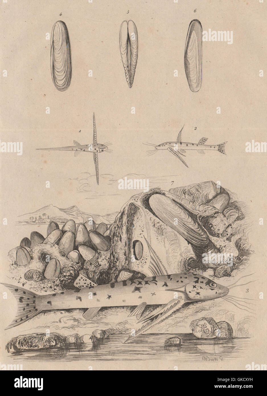 Mochokidae (squeaker catfish). Modiolus (horse mussel), antique print 1834 Stock Photo