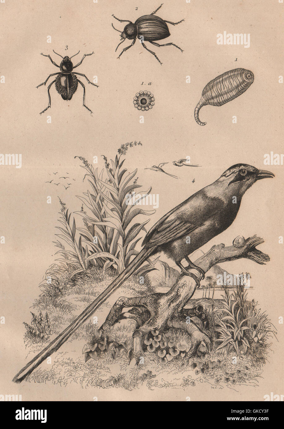Molpadia. Moluris (Sepidum beetles). Momot (Blue-crowned/Andean motmot), 1834 Stock Photo