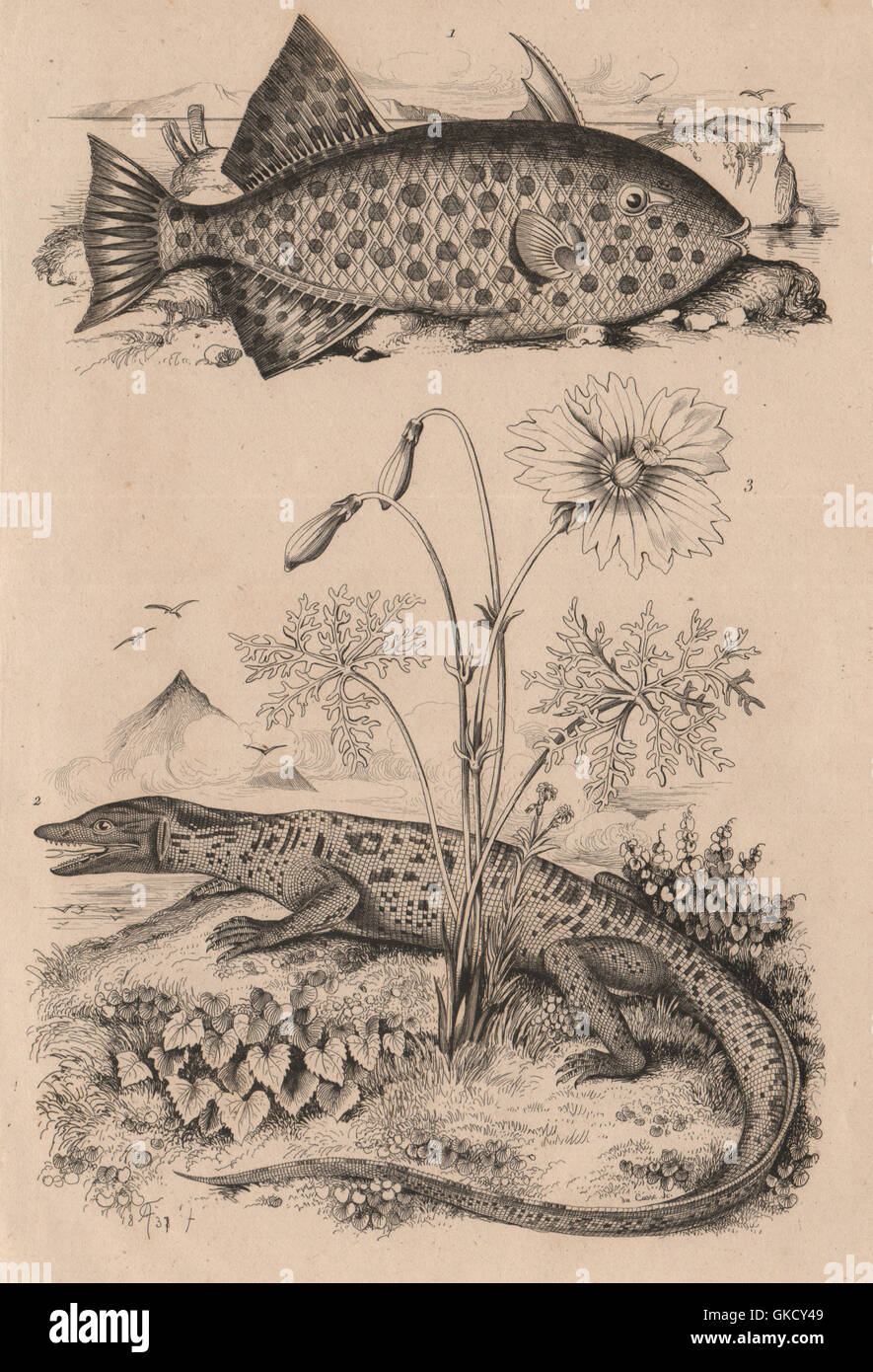 Monacanthidae (filefish). Monitor Lizard. Monsonia speciosa, old print 1834 Stock Photo