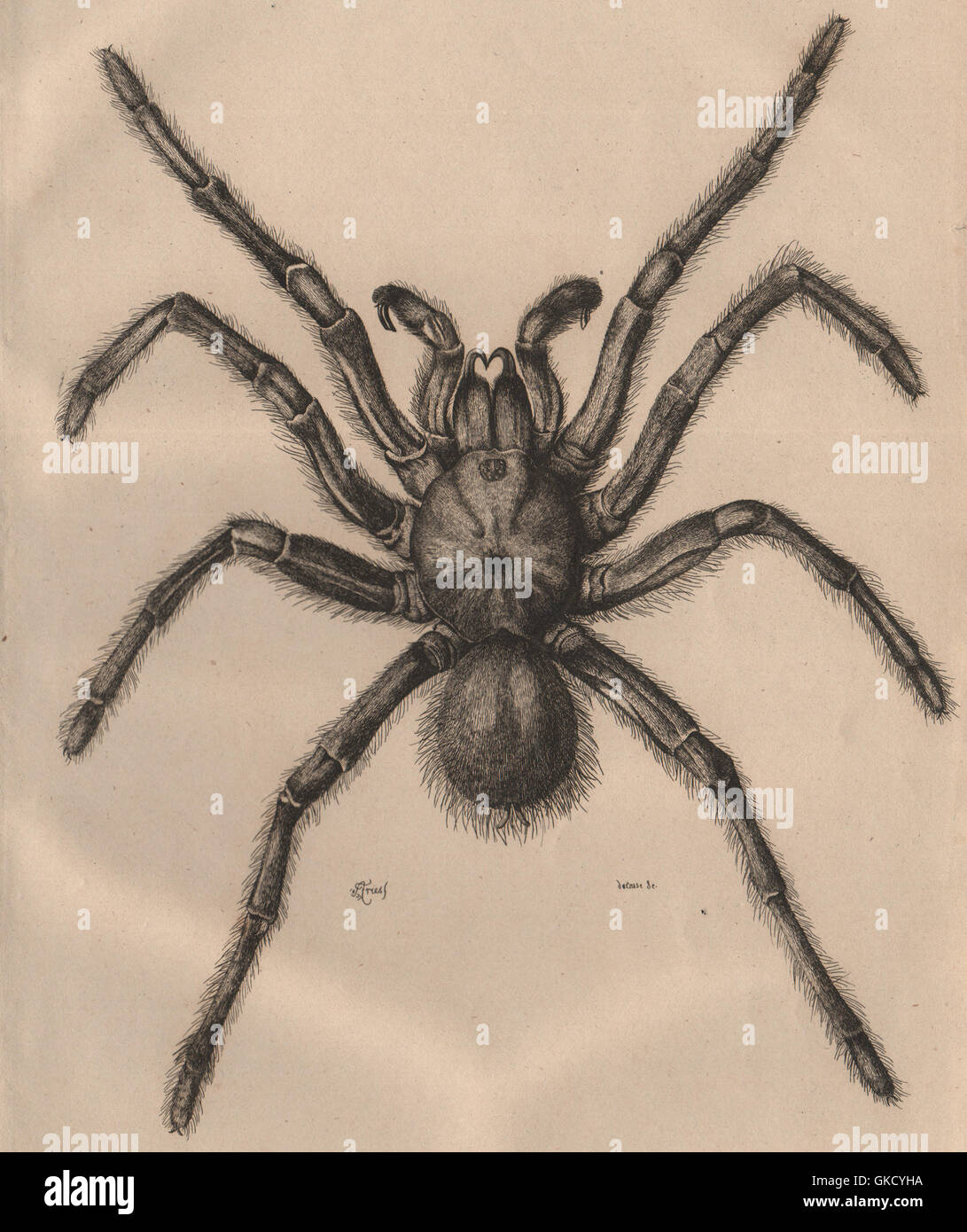 TARANTULA SPIDER: Mygale de Leblond (Goliath birdeater), antique print 1834 Stock Photo