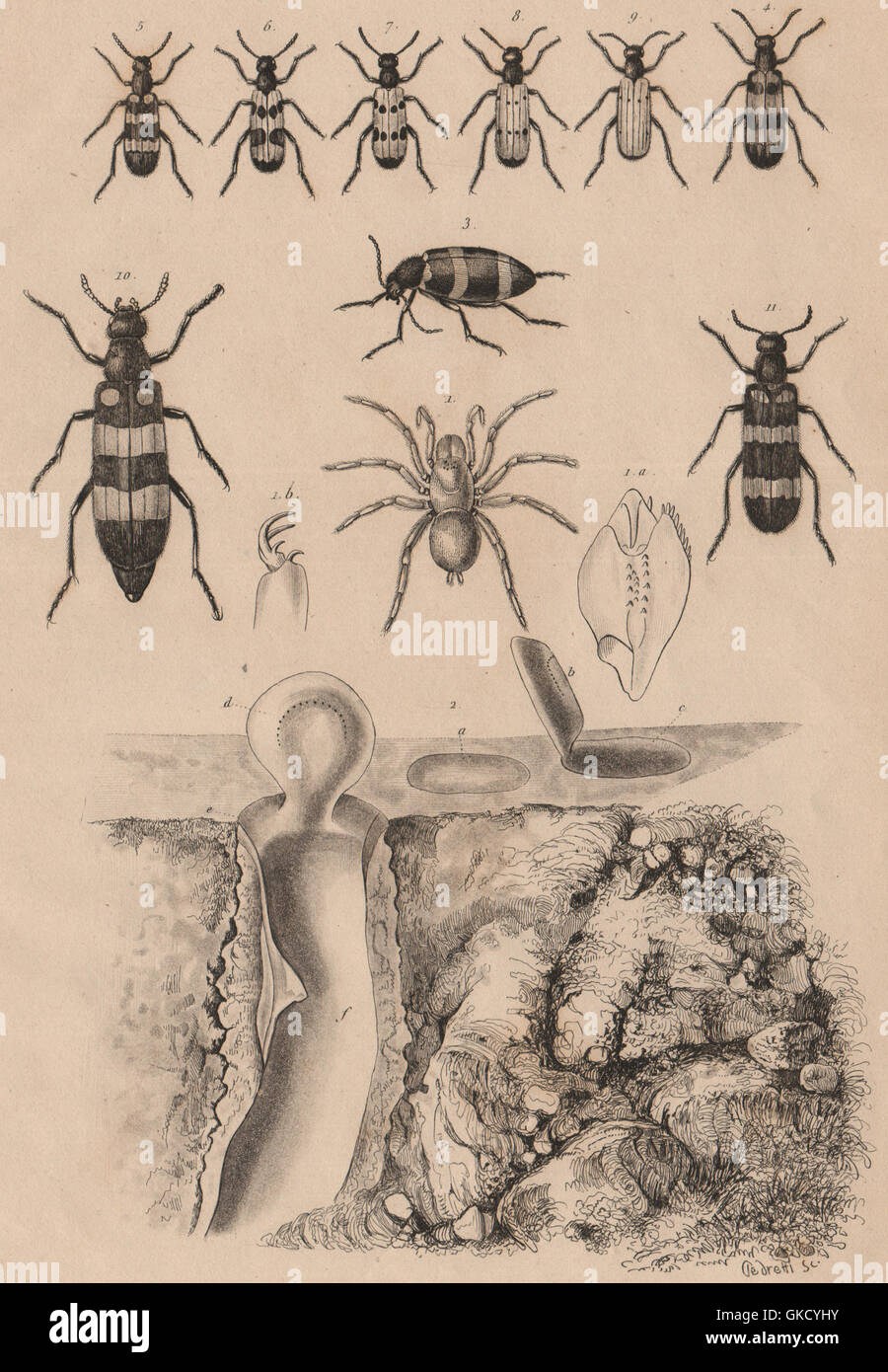 Mygale pionière (Trapdoor spider) avec son nid (its nest). Mylabris beetles 1834 Stock Photo
