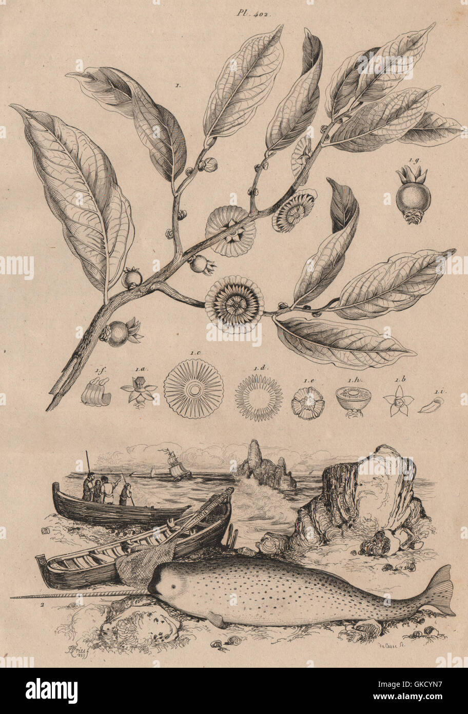 Napoléone (Napoleonaea). Narval (Narwhal), antique print 1834 Stock Photo