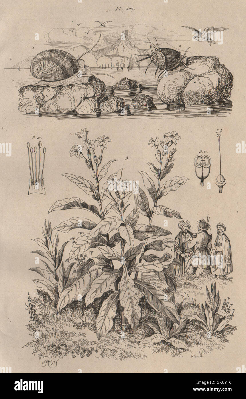 Neritina freshwater snails. Nicotiana (tobacco plant), antique print 1834 Stock Photo