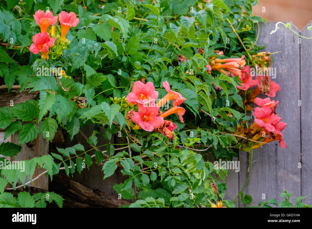 An orange blooming trumpet vine, Campsis radicans, growing beside a wooden fence in Oklahoma, USA. Stock Photo
