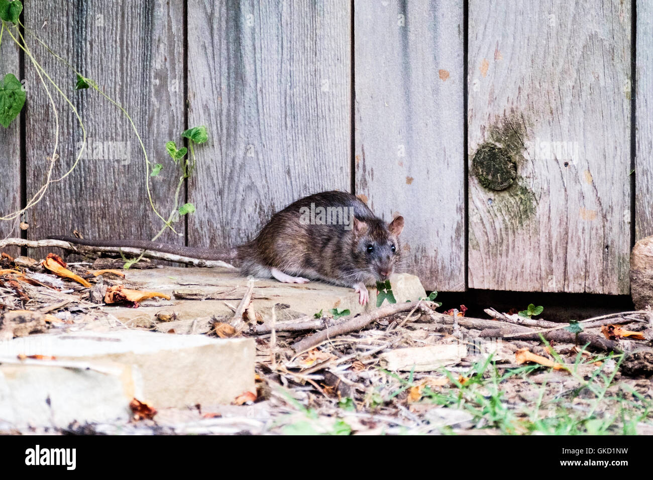The Rat Pack Stock Photos & The Rat Pack Stock Images Alamy