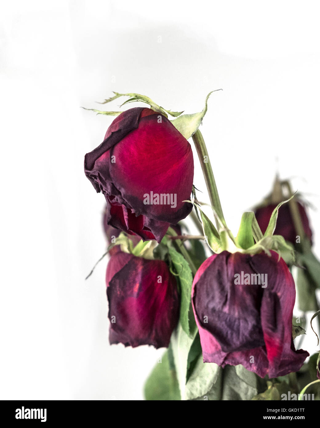 Red roses fading and wilting, isolated on white. Conceptual Stock Photo ...