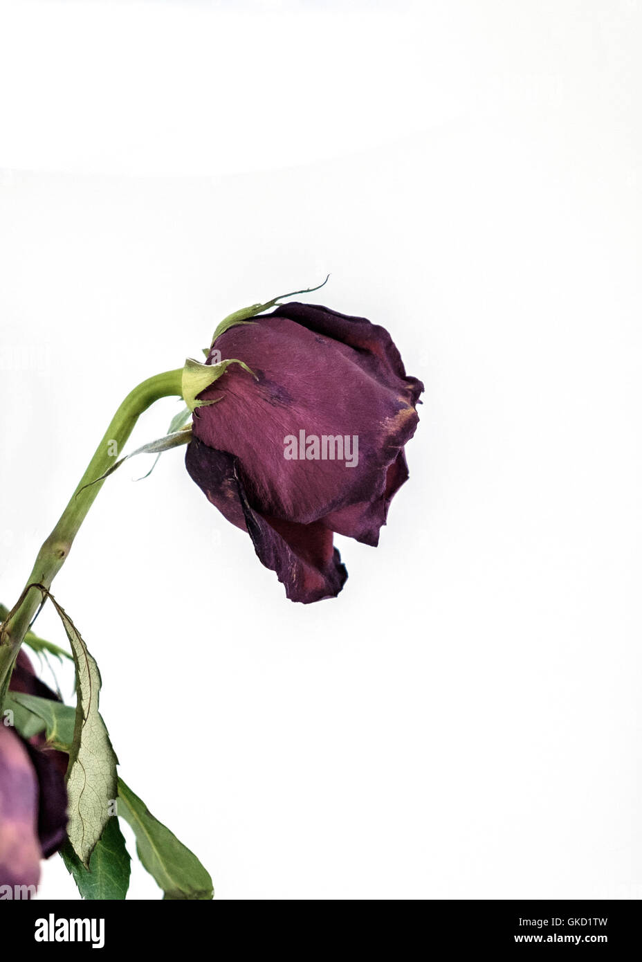 A single faded and wilting red rose, isolated on white. Conceptual. Stock Photo