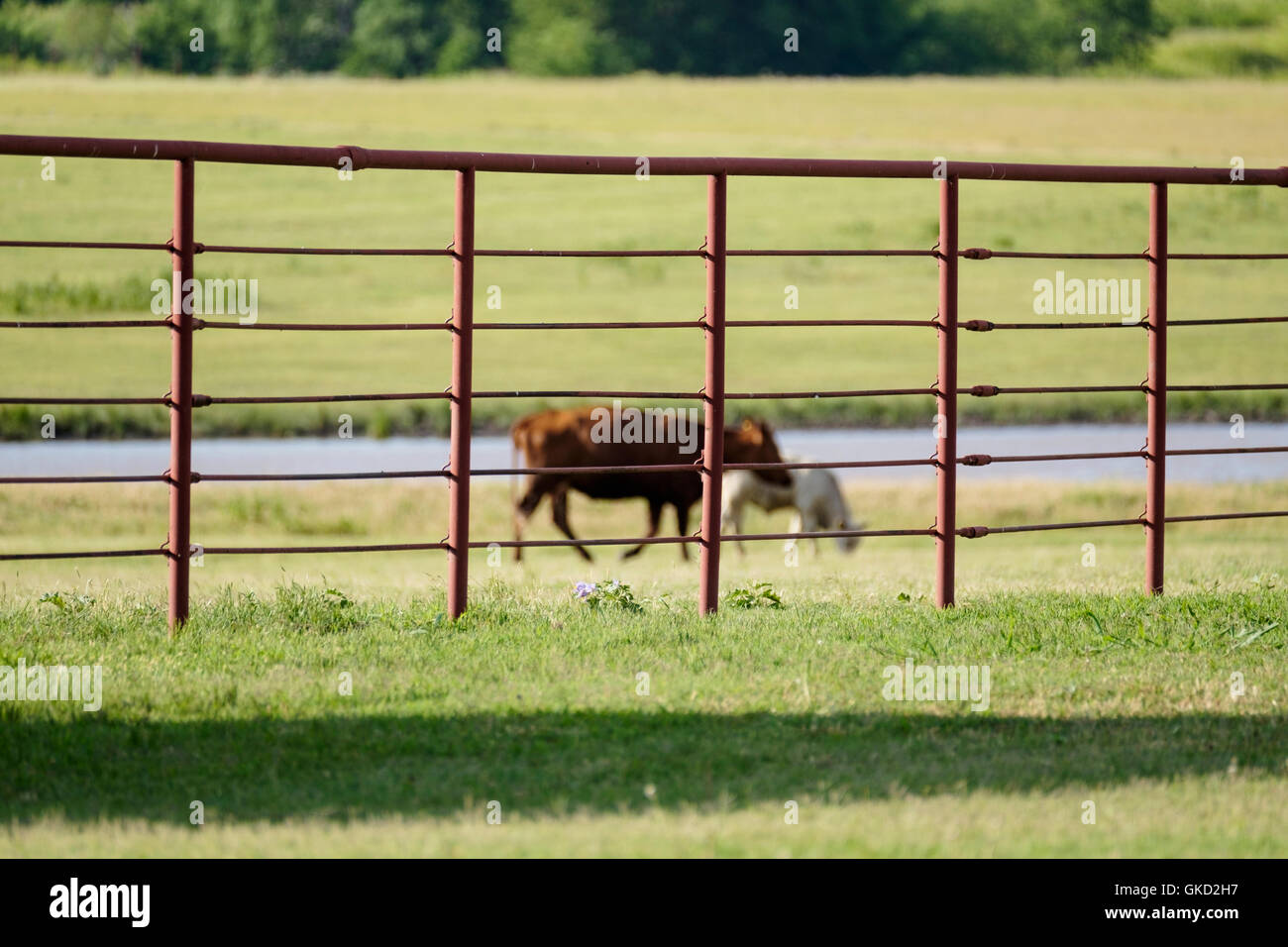 Iron corral panel fencing used on a ranch to keep livestock corraled