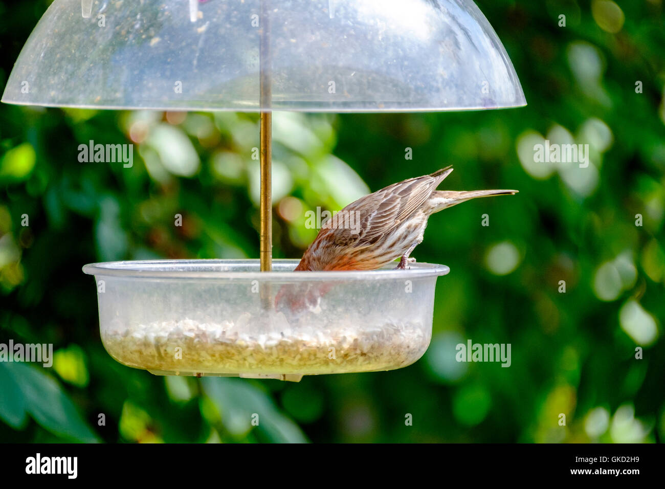 House Finch Haemorhous Mexicanus Perched In A Safflower Bird