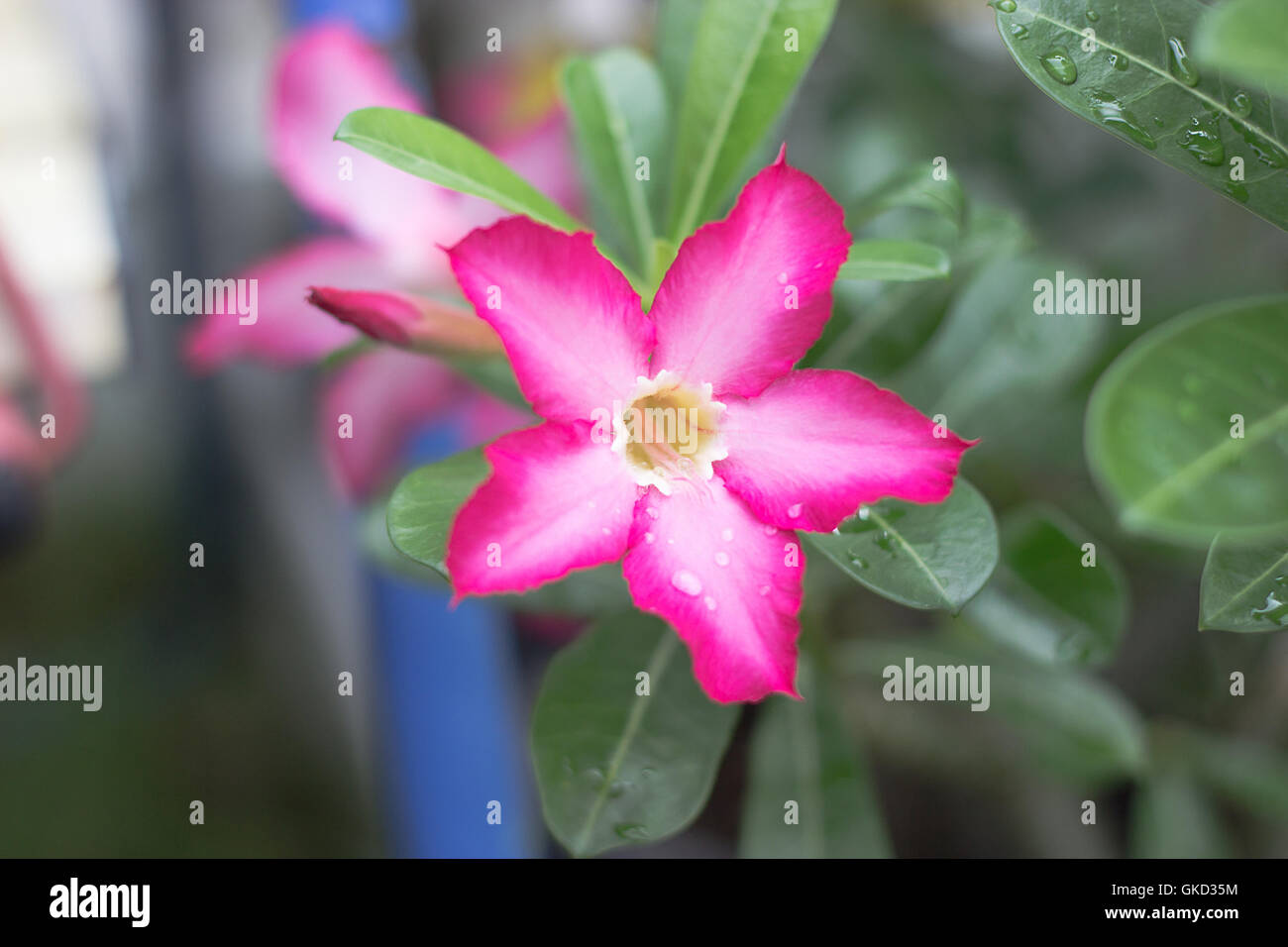 Most beautiful desert bloom hires stock photography and images Alamy