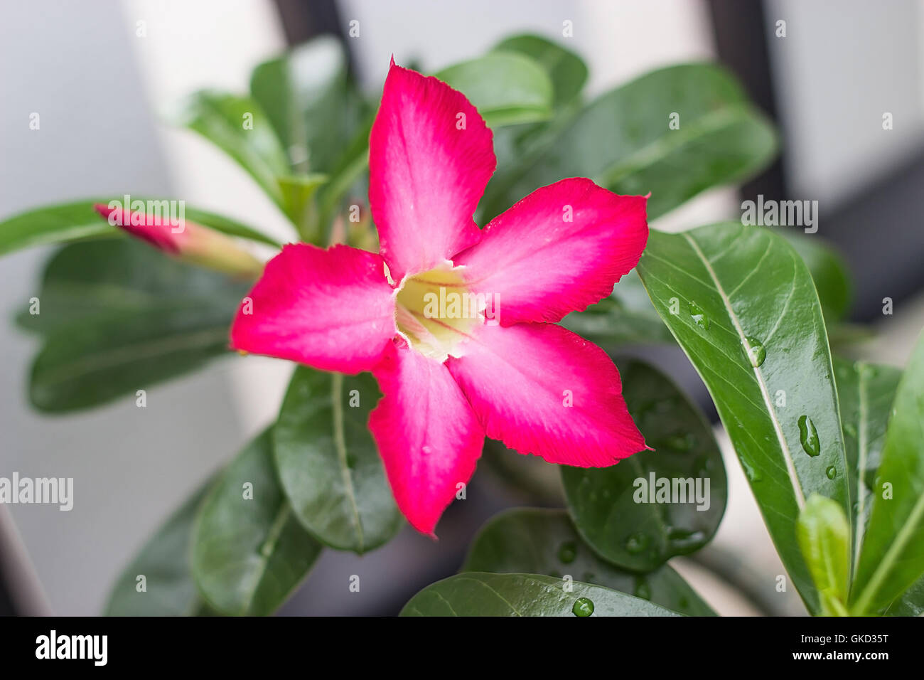 Red adenium flowers hi-res stock photography and images - Alamy