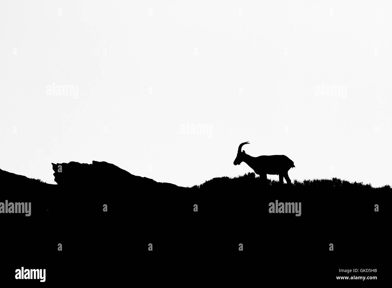 Iberian ibex ( Capra pyrenaica ) female in Silhouette, black & white m Spain Stock Photo