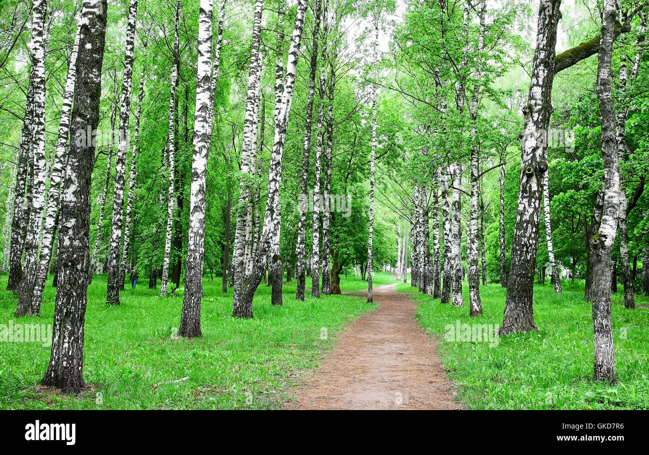 Pathway in the spring birch park Stock Photo