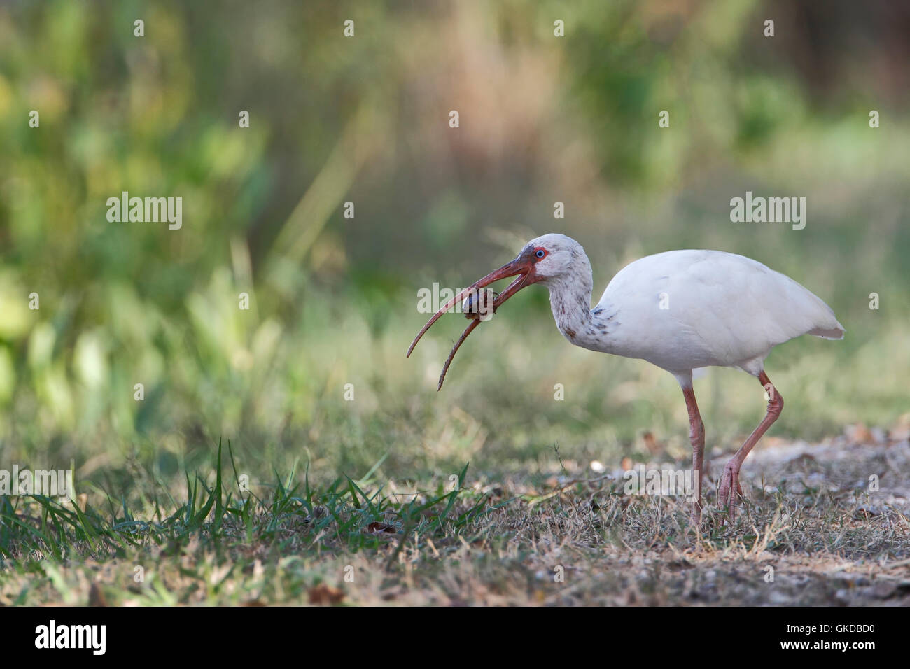 American white ibis (Eudocimus albus) with prey, Brazos Bend State Park, Texas, USA Stock Photo