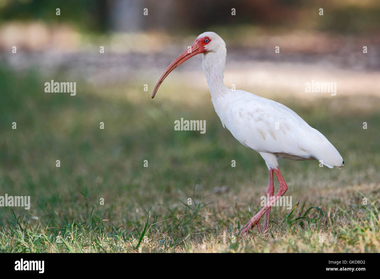 American white ibis (Eudocimus albus) standing in grass, Brazos Bend State Park, Texas, USA Stock Photo