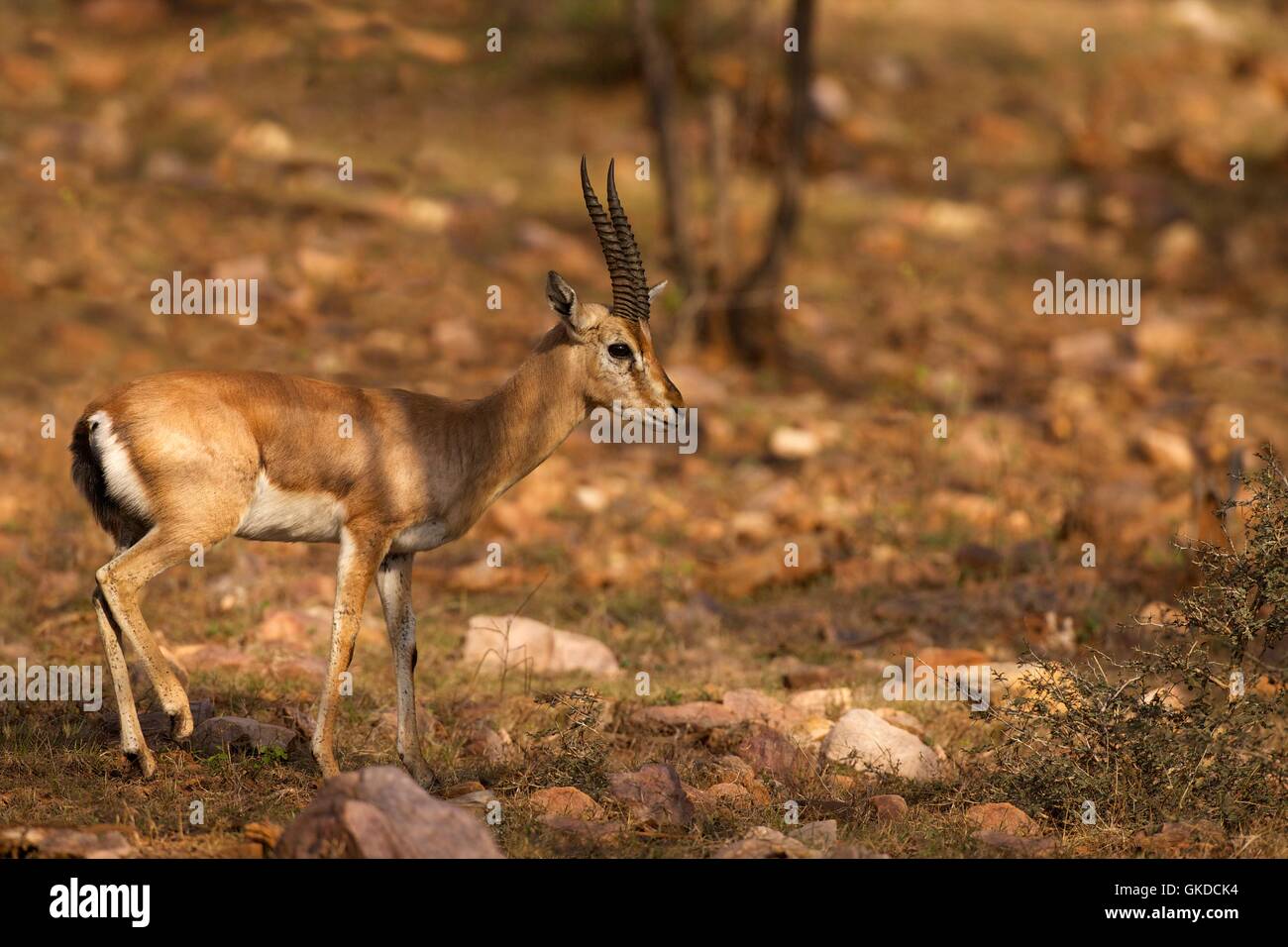 Indian Gazelle, or Chinkara, Gazella bennettii, Ranthambore National Park, Rajasthan, India, Asia Stock Photo - Alamy Indian Gazelle, or Chinkara, Gazella bennettii, Ranthambore National Park, Rajasthan, India, Asia Stock Photo - Alamy