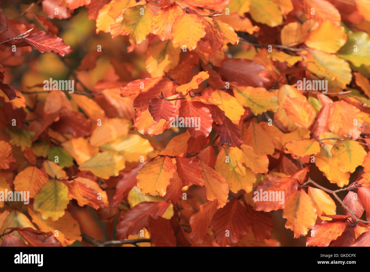 Colourful Beech leaves in autumn Stock Photo