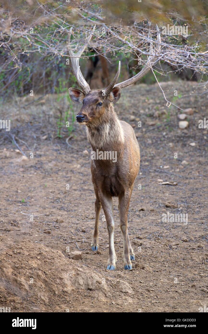 Sambar deer stag, Cervus unicolor, Ranthambore National Park, Rajasthan, India, Asia Stock Photo