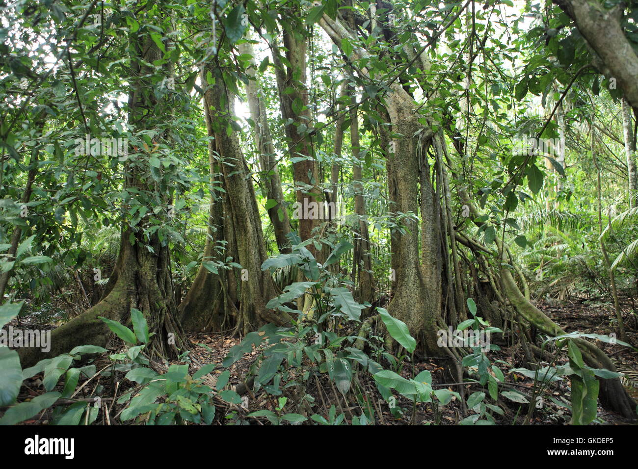 amazon jungle Stock Photo