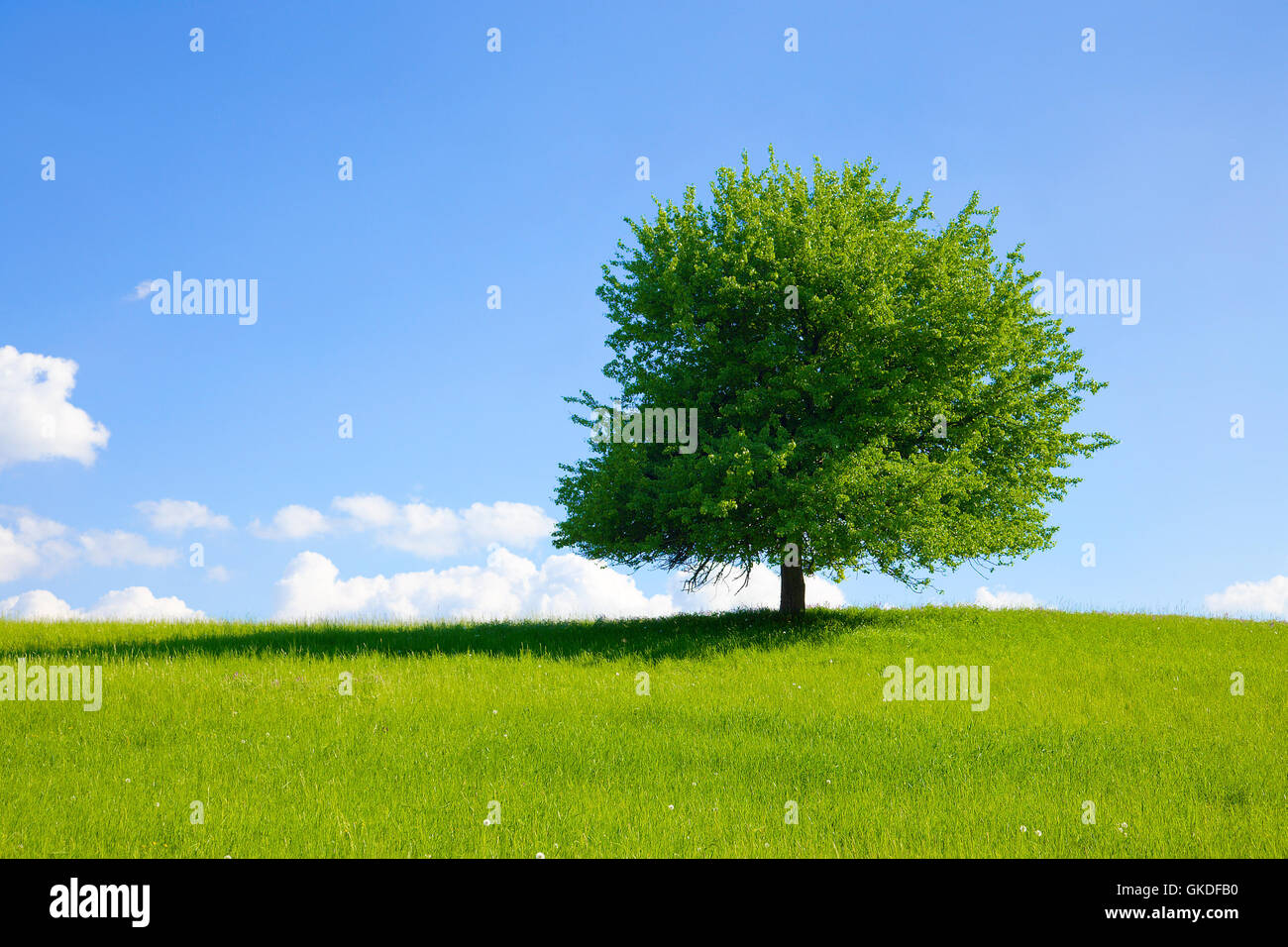 Tree Shine blue tree shine Stock Photo - Alamy