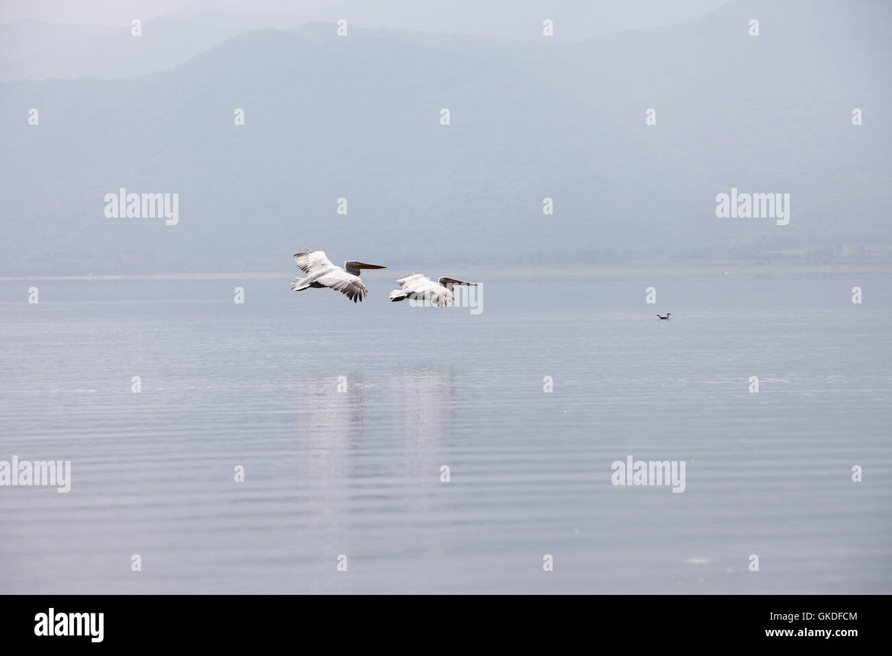 Pelican fly above Lake Kerkini, Kerkini, Greece Stock Photo