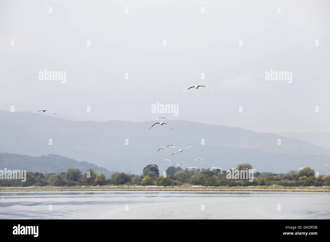 Seagulls follow the boat, Lake Kerkini, Kerkini, Greece Stock Photo