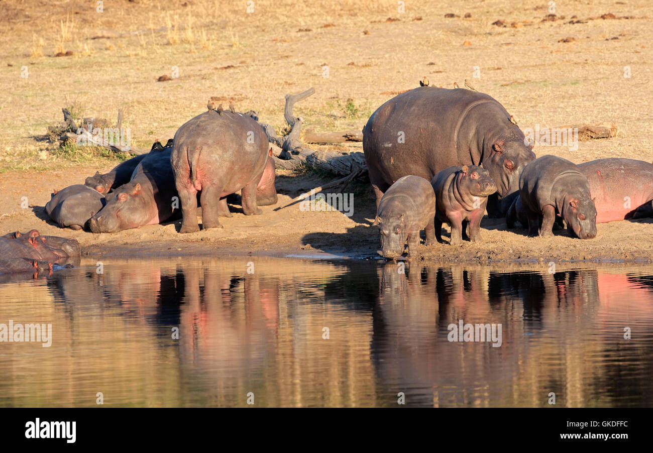 mammal wildlife hippopotamus Stock Photo - Alamy