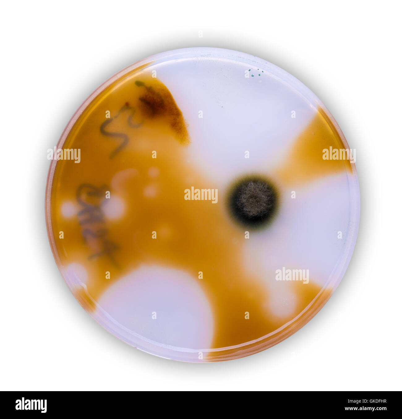 petri dish bacteria growth experiment Stock Photo Alamy