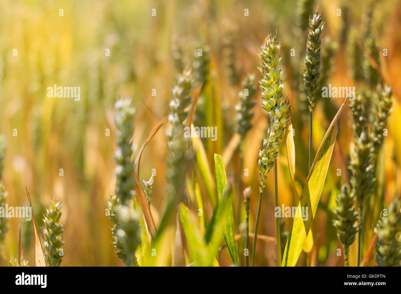 food aliment bread Stock Photo