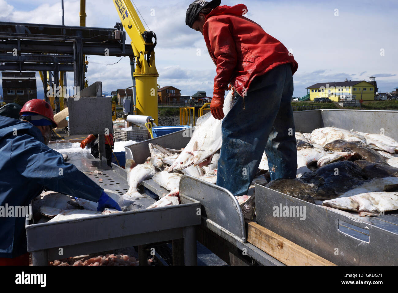 Workers sorting  halibut fish after unloading from commercial fishing vessel, Homer, Alaska Stock Photo
