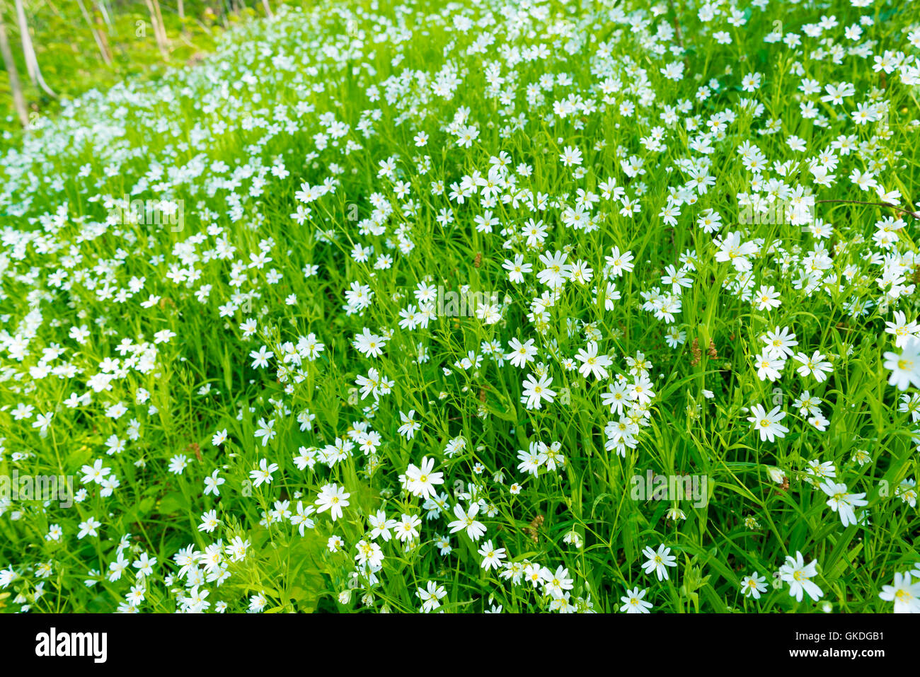 small white flowers in spring forest, cerastium arvense Stock Photo